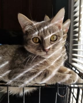 feral cats