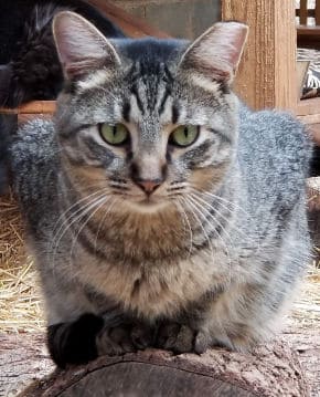 feral cats