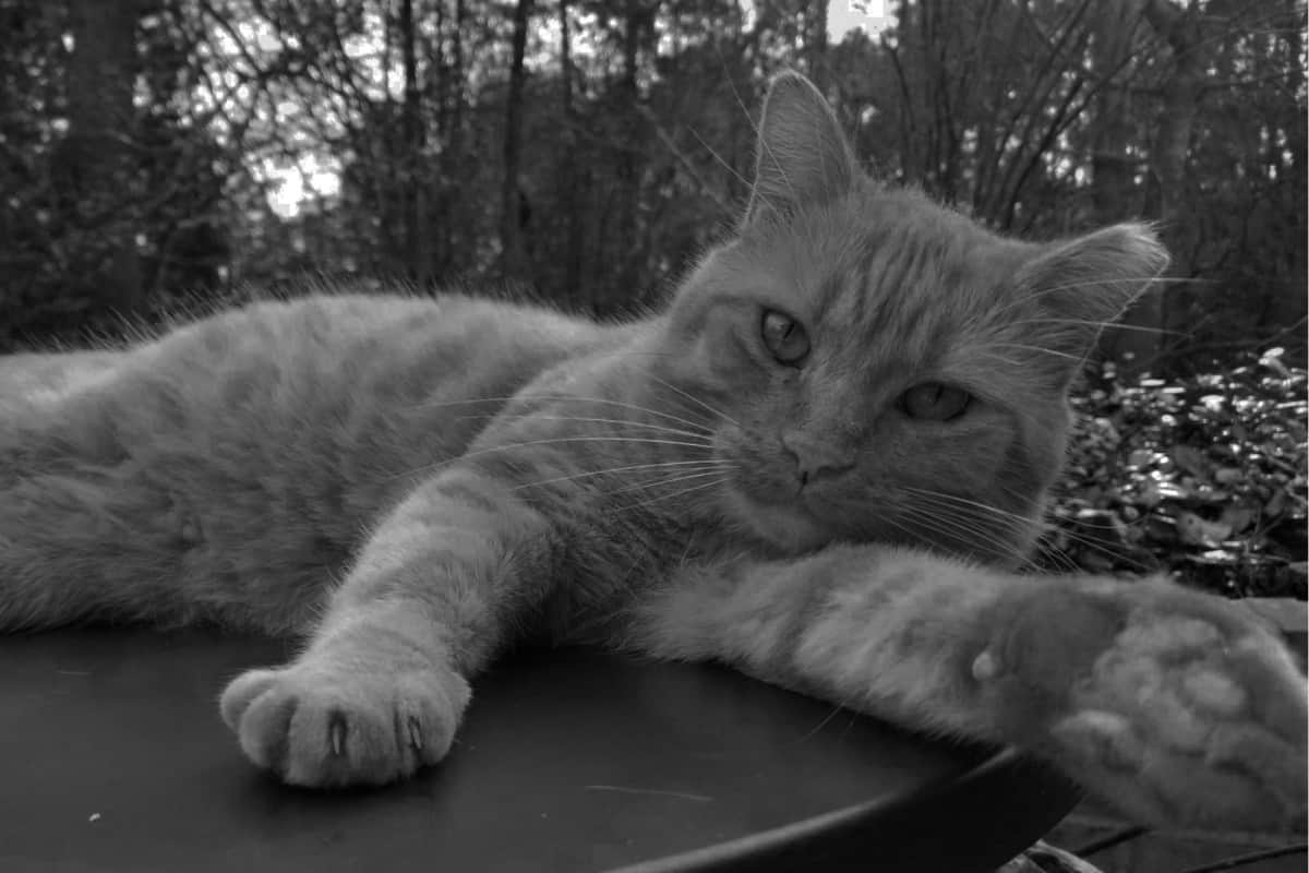 gothamcitykitties