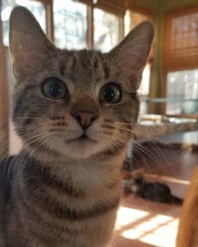 feral cats
