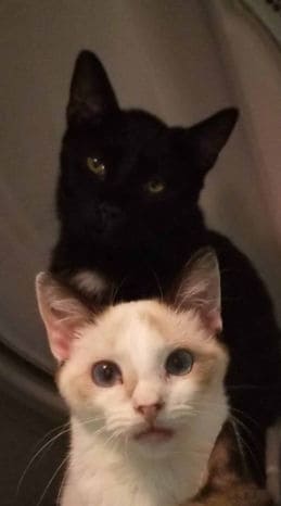 feral cats