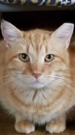 gothamcitykitties